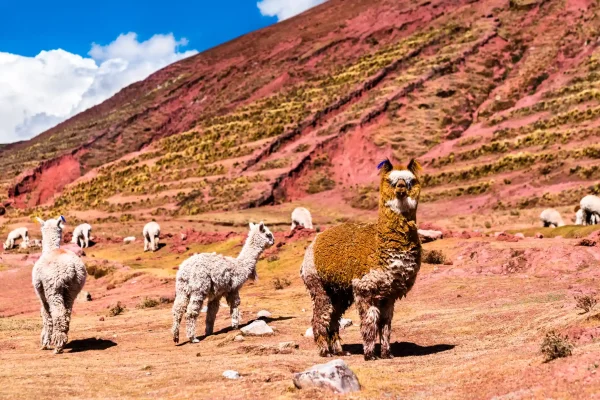 Palcoyo Rainbow Mountain 1 Day Tour