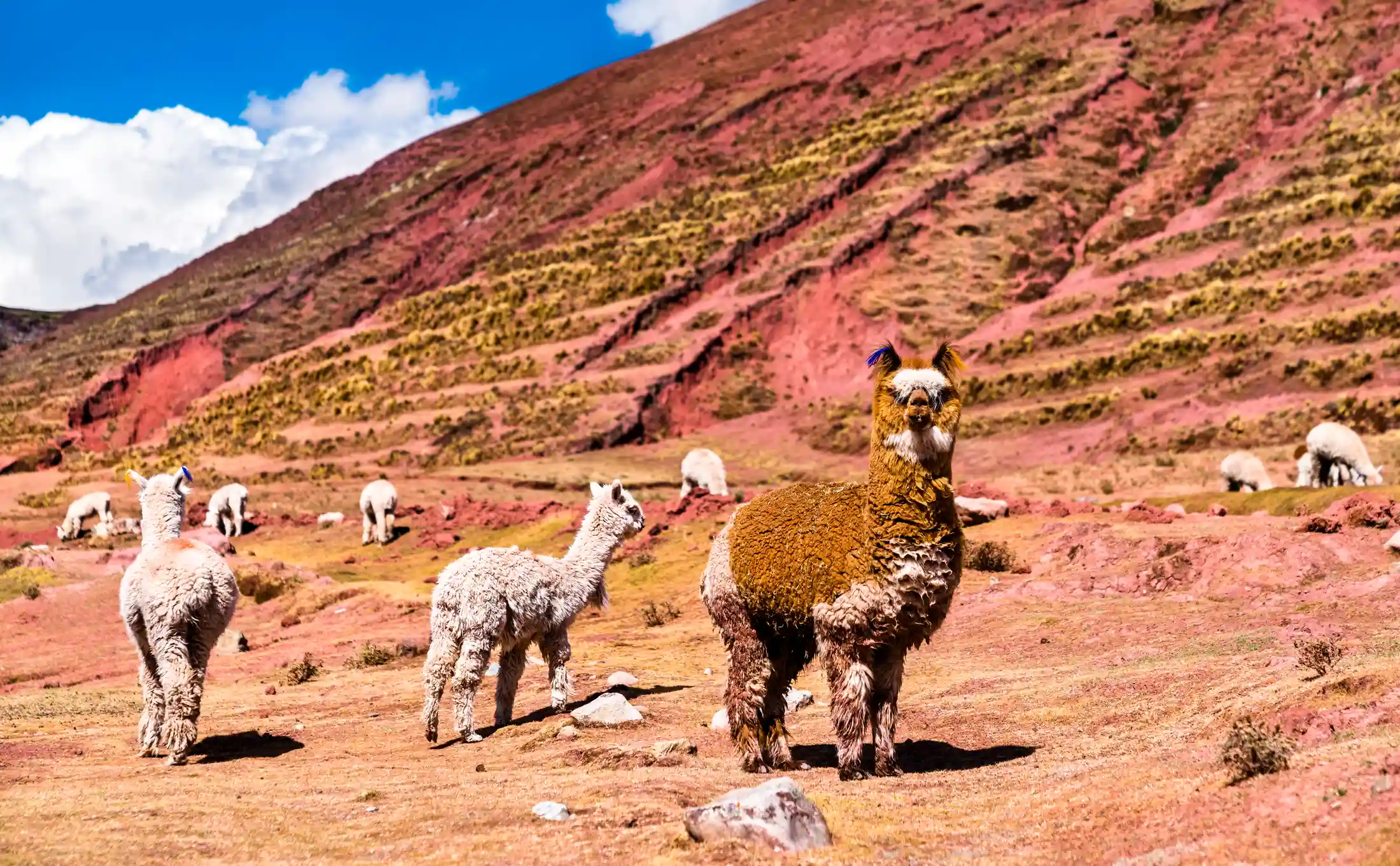 Palcoyo Rainbow Mountain 1 Day Tour